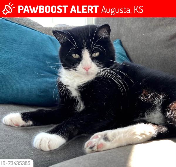 Lost Male Cat last seen Susan, Augusta, KS 67010