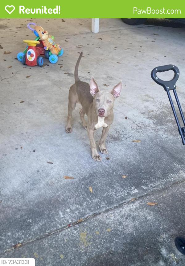 Reunited Male Dog last seen Taylor St, Nashville, GA 31639