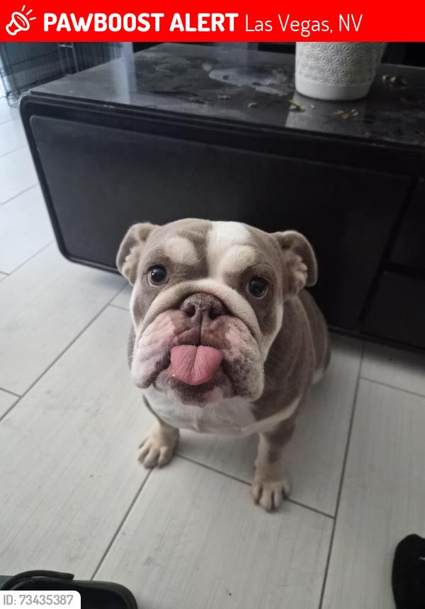 Lost Female Dog last seen Lamb and Tropical, Las Vegas, NV 89115