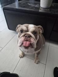 Lost Female Dog last seen Lamb and Tropical, Las Vegas, NV 89115