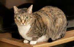 Reunited Female Cat last seen Berryman Ave. between Venice Blvd and Washington Place, Los Angeles, CA 90066