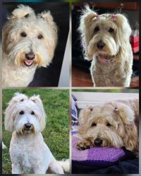 Lost Female Dog last seen Rt 30, lincoln height, Jeannette, PA 15644