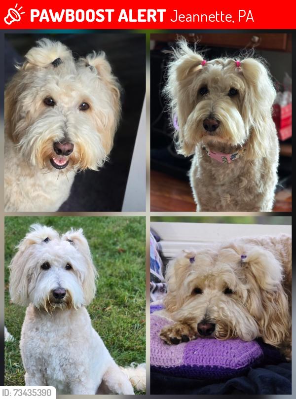Lost Female Dog last seen Rt 30, lincoln height, Jeannette, PA 15644