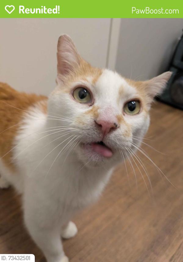 Reunited Male Cat last seen N Whipple and Armitage, Chicago, IL 60647