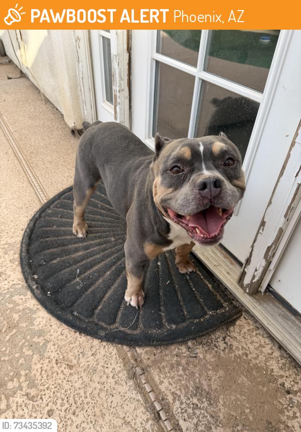 Found/Stray Unknown Dog last seen Near Ave and Campbell, Phoenix, AZ 85037
