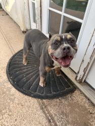 Found/Stray Unknown Dog last seen Near Ave and Campbell, Phoenix, AZ 85037