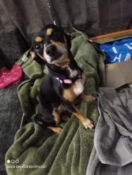 Lost Female Dog last seen is an open, undeveloped grassy area and field, bordered by the nearby train tracks running parallel to Somerset Road., San Antonio, TX 78211
