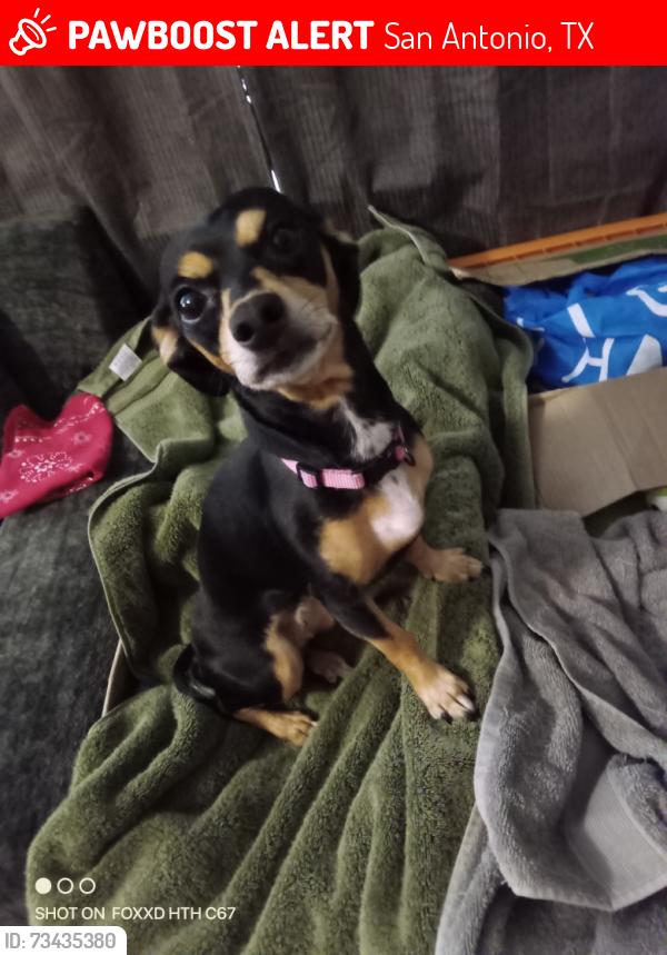 Lost Female Dog last seen is an open, undeveloped grassy area and field, bordered by the nearby train tracks running parallel to Somerset Road., San Antonio, TX 78211