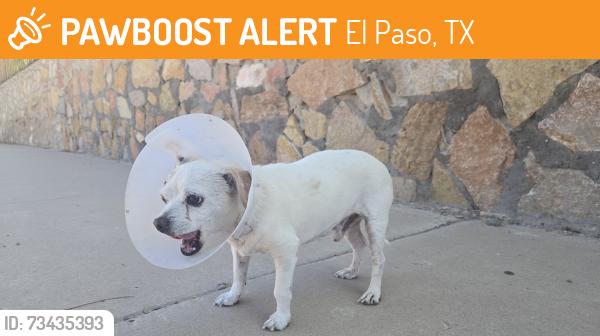 Found/Stray Male Dog last seen Regal banner and Nolan Richardson, El Paso, TX 79936