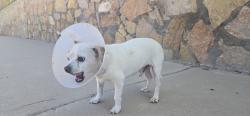 Found/Stray Male Dog last seen Regal banner and Nolan Richardson, El Paso, TX 79936