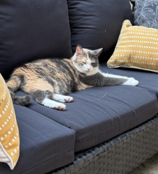 Lost Female Cat last seen Staghorn Crescent & Blackmaple Drive, London, ON N5Y 5V3