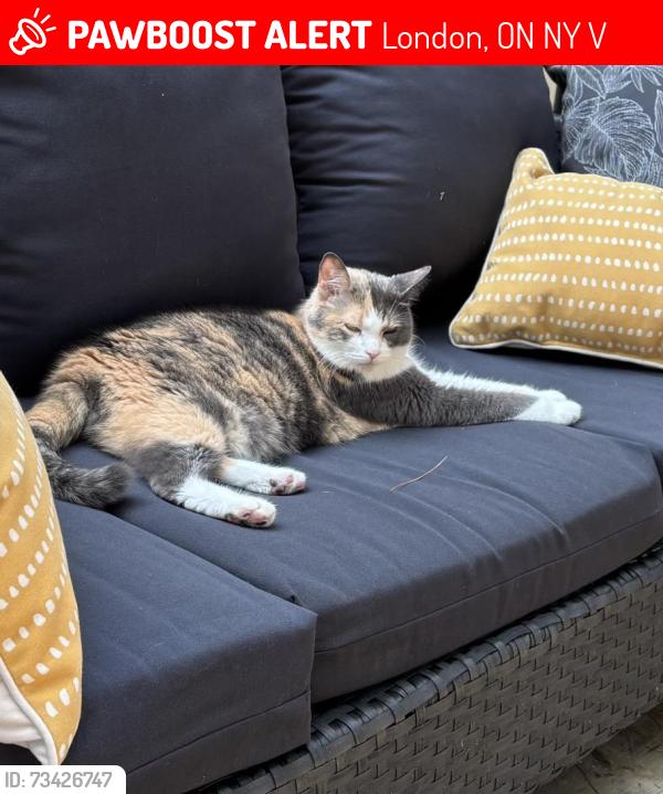 Lost Female Cat last seen Staghorn Crescent & Blackmaple Drive, London, ON N5Y 5V3