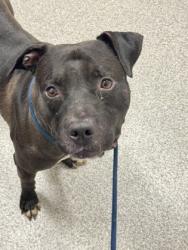 Shelter Stray Male Dog last seen Near Moreland, 21216, MD, 2490 Giles Rd, Baltimore, MD 21225, USA