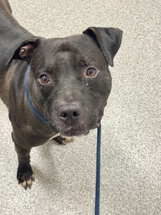 Shelter Stray Male Dog last seen Near Moreland, 21216, MD, 2490 Giles Rd, Baltimore, MD 21225, USA