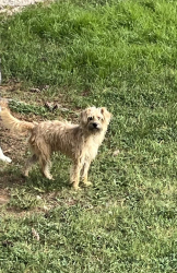 Found/Stray Unknown Dog last seen Between dollar tree and family dollar, Castalia, NC 27816