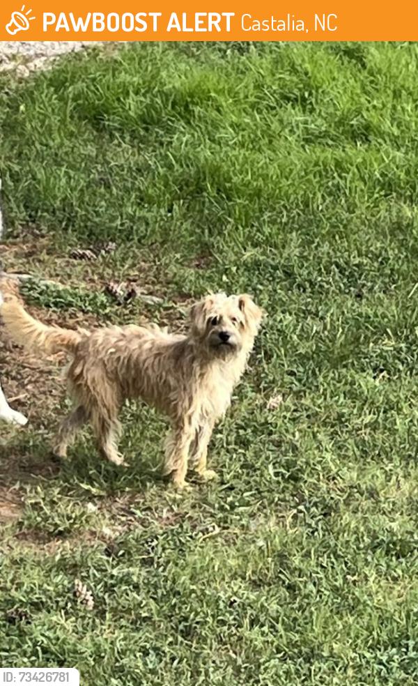 Found/Stray Unknown Dog last seen Between dollar tree and family dollar, Castalia, NC 27816