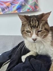 Found/Stray Female Cat last seen Burnam and Jack Ryan, Kyle, TX 78640