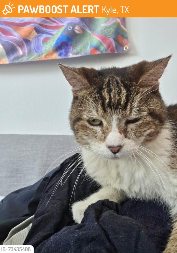 Found/Stray Female Cat last seen Burnam and Jack Ryan, Kyle, TX 78640