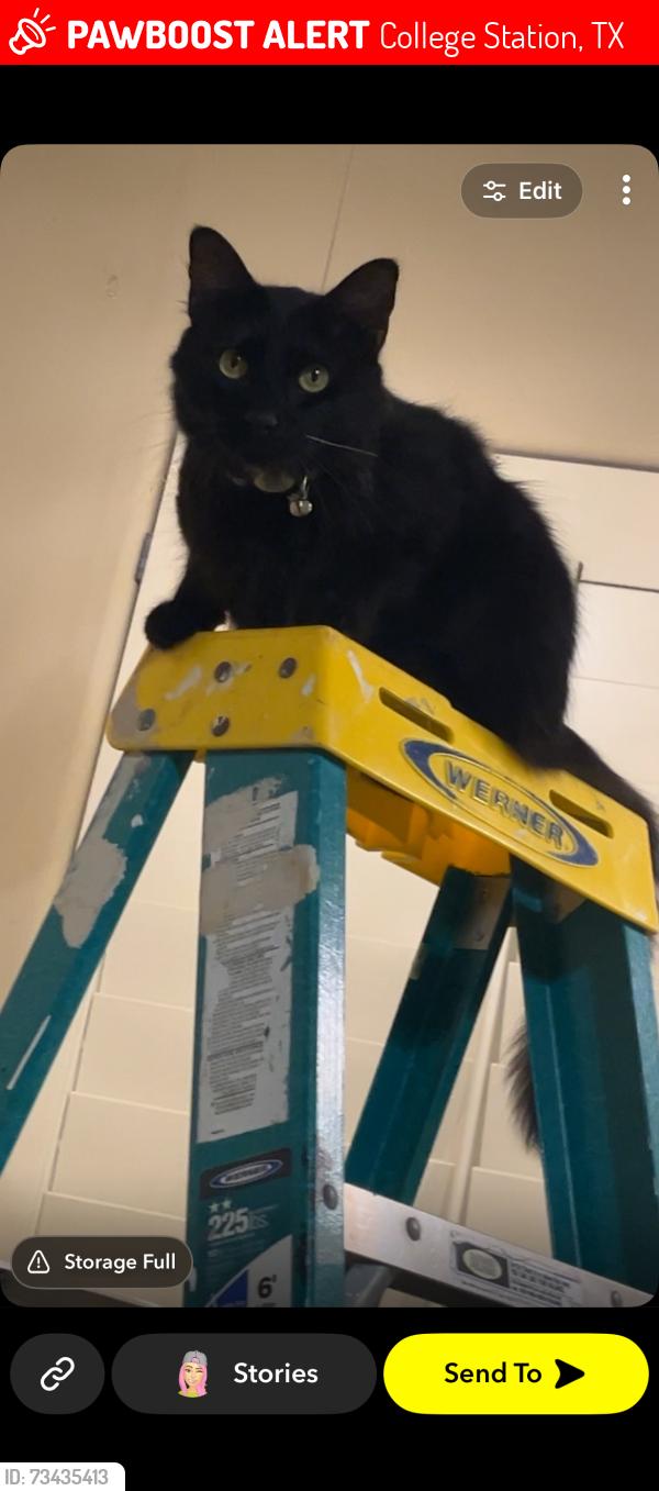 Lost Male Cat last seen Bentwood neighborhood, College Station, TX 77845