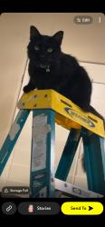 Lost Male Cat last seen Bentwood neighborhood, College Station, TX 77845