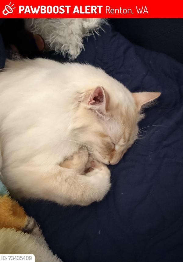 Lost Male Cat last seen Near 146 th place se, Renton, WA 98059