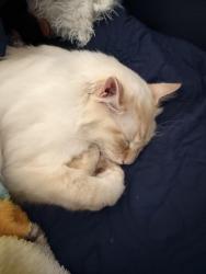 Lost Male Cat last seen Near 146 th place se, Renton, WA 98059