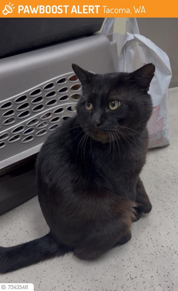 Found/Stray Unknown Cat last seen Larchmont Elementary School, Tacoma, WA 98445