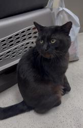 Found/Stray Unknown Cat last seen Larchmont Elementary School, Tacoma, WA 98445