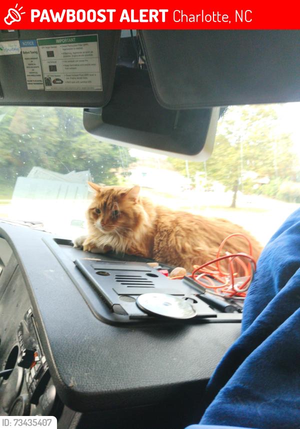 Lost Male Cat last seen Fed ex Hub Charlotte NC, Charlotte, NC 28214