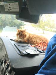 Lost Male Cat last seen Fed ex Hub Charlotte NC, Charlotte, NC 28214