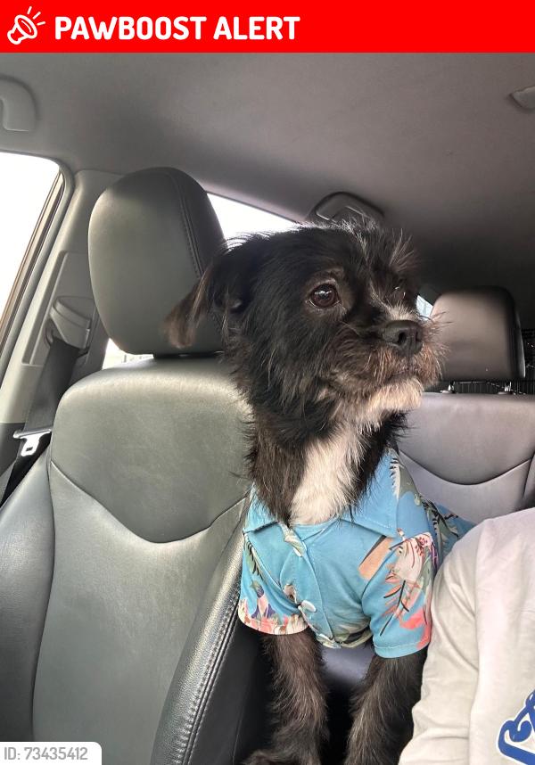 Lost Male Dog last seen Gellert blvd south San Francisco en el Safeway, South San Francisco, CA 94066