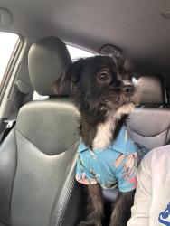 Lost Male Dog last seen Gellert blvd south San Francisco en el Safeway, South San Francisco, CA 94066