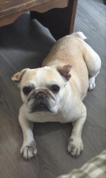 Reunited Female Dog last seen W Seventh, Pecan St, Freeport, TX 77541