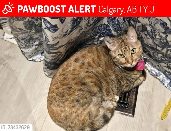 Lost Female Cat last seen Everoak Green SW Calgary, Calgary, AB T2Y 0J9