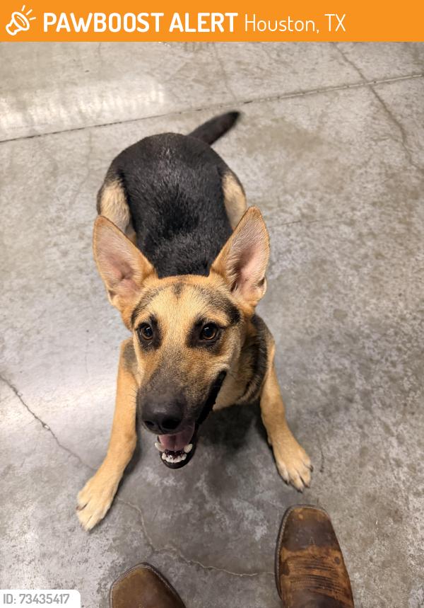 Found/Stray Male Dog last seen Preppy Pet NW Houston, Houston, TX 77086