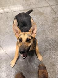 Found/Stray Male Dog last seen Preppy Pet NW Houston, Houston, TX 77086