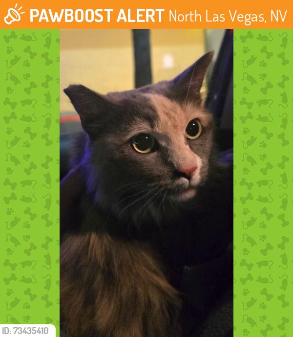Found/Stray Female Cat last seen Craig Road and Allen Lane, North Las Vegas, NV 89032