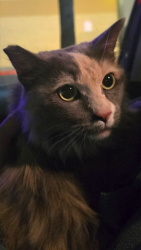 Found/Stray Female Cat last seen Craig Road and Allen Lane, North Las Vegas, NV 89032