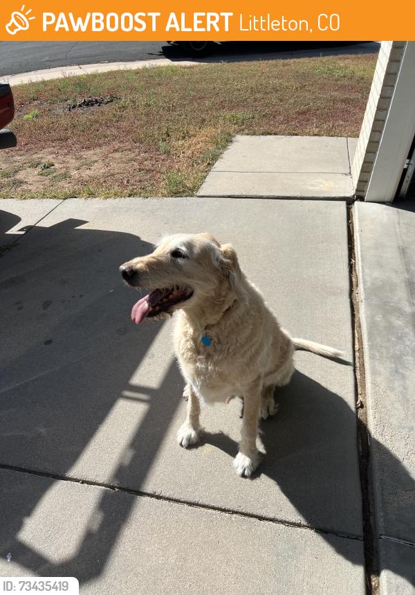 Found/Stray Male Dog last seen Village Circle and Ellison Pl - down the street from the school, Littleton, CO 80125