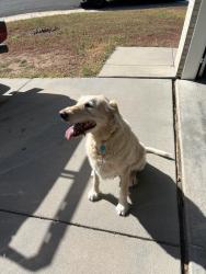 Found/Stray Male Dog last seen Village Circle and Ellison Pl - down the street from the school, Littleton, CO 80125