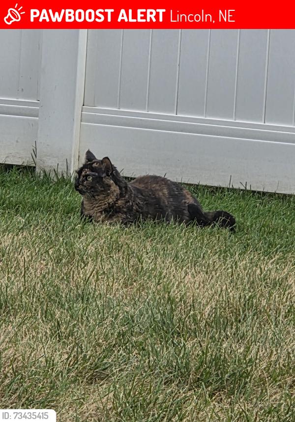 Lost Female Cat last seen Near & Fremont, Lincoln, NE 68507
