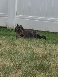 Lost Female Cat last seen Near & Fremont, Lincoln, NE 68507