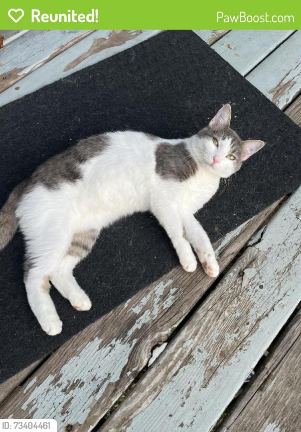 Reunited Female Cat last seen Red Oak, Oak View, Waukesha, WI 53189