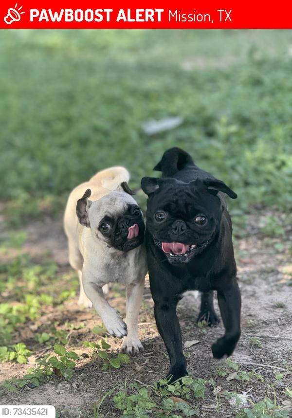 Lost Male Dog last seen Greenway ave mission tx, Mission, TX 78572