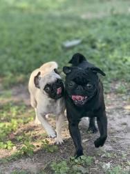 Lost Male Dog last seen Greenway ave mission tx, Mission, TX 78572