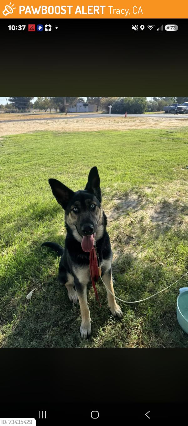 Found/Stray Female Dog last seen San Joaquin River Club, Tracy, CA 95304