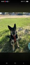 Found/Stray Female Dog last seen San Joaquin River Club, Tracy, CA 95304