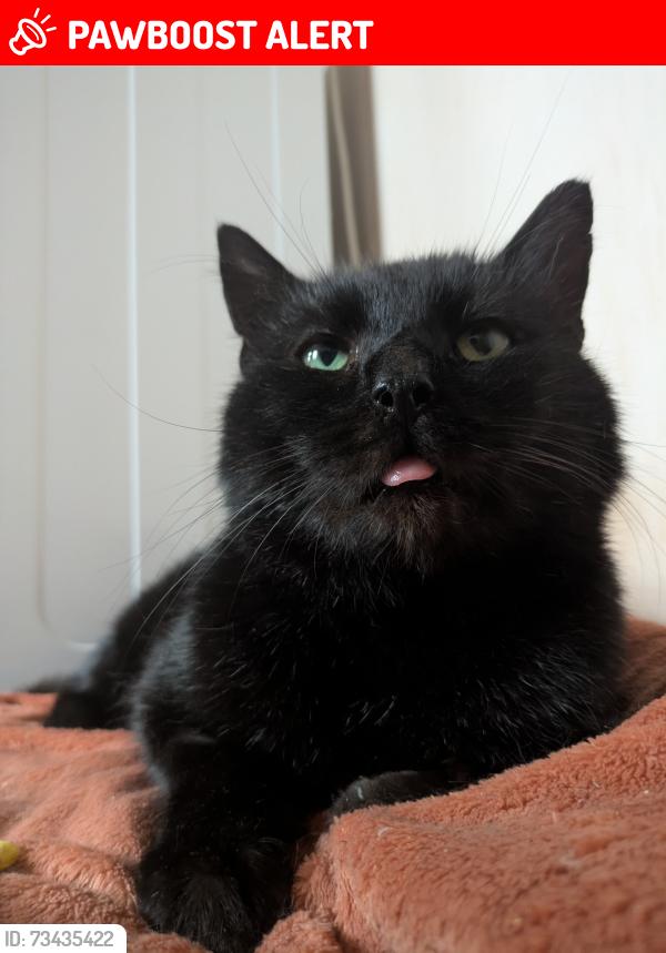 Lost Male Cat last seen Last seen at the top of Dobie Street near Cope Street, South Yorkshire, England S70 4JJ