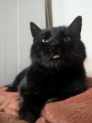 Lost Male Cat last seen Last seen at the top of Dobie Street near Cope Street, South Yorkshire, England S70 4JJ