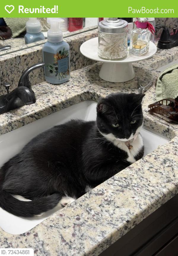 Reunited Female Cat last seen Summerlyn Dr and Ridge td, Paulding County, GA 30141